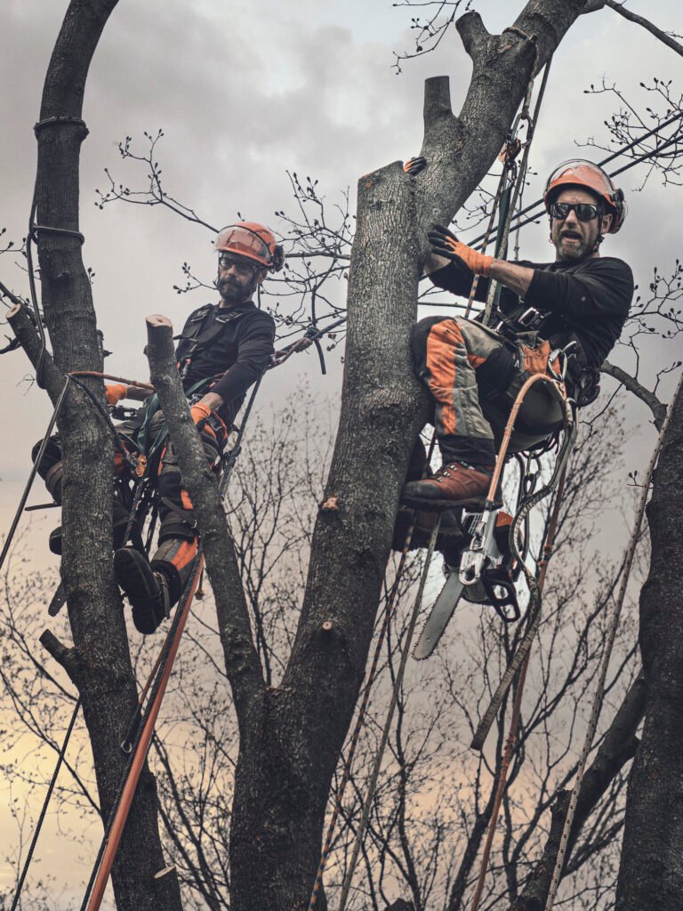 Baumpflege Team Bern Über Uns