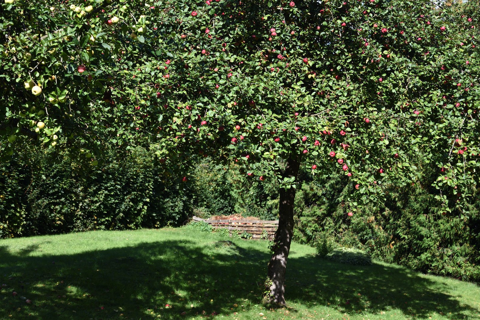 Obstbaumschnitt Baumpflege Bern